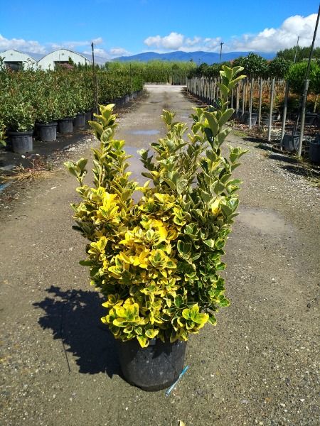 Euonymus Japonicus Paloma Bianca Carlesi Vivai Toscana Pistoia