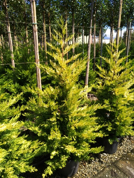 Cupressocyparis Leylandii Gold Rider - 4 Piante Per Siepi 40-60 Cm In Vaso Ø13 Cm - Foto 4