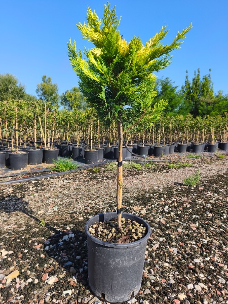 Cupressocyparis Leylandii Gold Rider - 4 Piante Per Siepi 40-60 Cm In Vaso Ø13 Cm - Foto 8