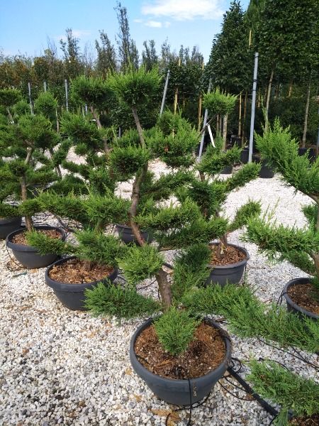 CUPRESSOCYPARIS LEYLANDII - Carlesi Vivai - Toscana - Pistoia